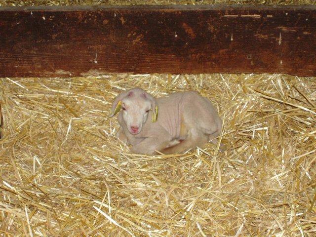 agneau 2006 0003